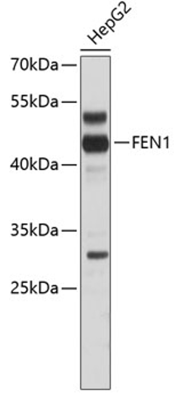 Western blot analysis of extracts of HepG2 cells, using FEN1 antibody (13-044) .<br/>Secondary antibody: HRP Goat Anti-Rabbit IgG (H+L) at 1:10000 dilution.<br/>Lysates/proteins: 25ug per lane.<br/>Blocking buffer: 3% nonfat dry milk in TBST.