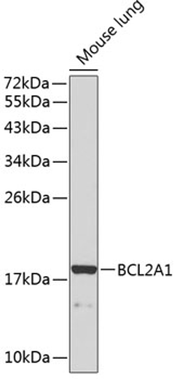 Western blot analysis of extracts of mouse lung, using BCL2A1 antibody (13-046) .<br/>Secondary antibody: HRP Goat Anti-Rabbit IgG (H+L) at 1:10000 dilution.<br/>Lysates/proteins: 25ug per lane.<br/>Blocking buffer: 3% nonfat dry milk in TBST.