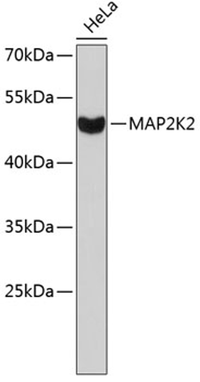 Western blot analysis of extracts of HeLa cells, using MAP2K2 antibody (13-050) .<br/>Secondary antibody: HRP Goat Anti-Rabbit IgG (H+L) at 1:10000 dilution.<br/>Lysates/proteins: 25ug per lane.<br/>Blocking buffer: 3% nonfat dry milk in TBST.
