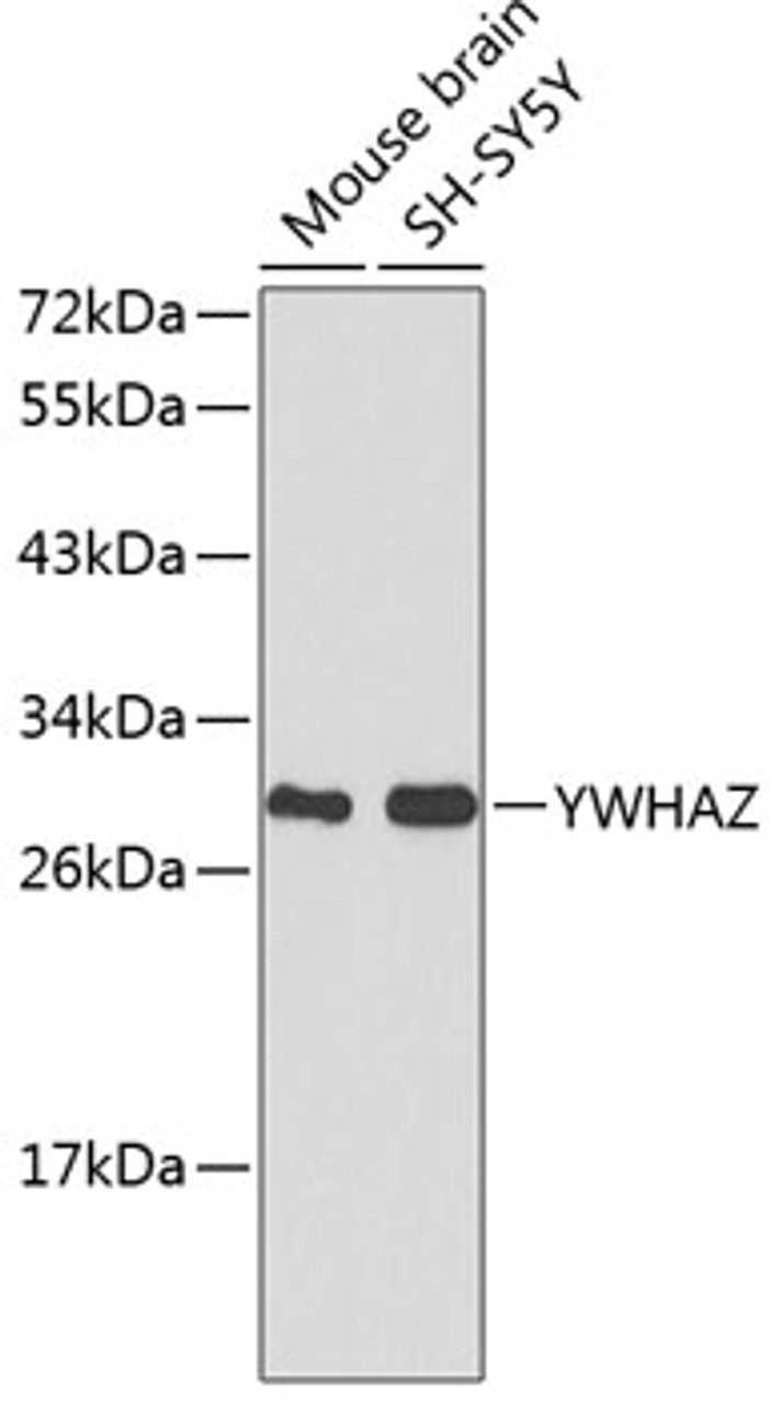 Western blot analysis of extracts of various cell lines, using YWHAZ antibody (13-067) .<br/>Secondary antibody: HRP Goat Anti-Rabbit IgG (H+L) at 1:10000 dilution.<br/>Lysates/proteins: 25ug per lane.<br/>Blocking buffer: 3% nonfat dry milk in TBST.