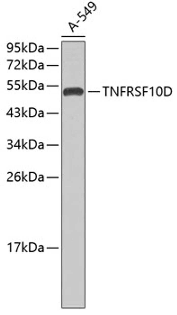 Western blot analysis of extracts of A-549 cells, using TNFRSF10D antibody (13-071) .<br/>Secondary antibody: HRP Goat Anti-Rabbit IgG (H+L) at 1:10000 dilution.<br/>Lysates/proteins: 25ug per lane.<br/>Blocking buffer: 3% nonfat dry milk in TBST.