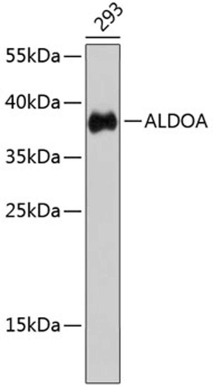 Western blot analysis of extracts of 293 cells, using ALDOA antibody (13-076) .<br/>Secondary antibody: HRP Goat Anti-Rabbit IgG (H+L) at 1:10000 dilution.<br/>Lysates/proteins: 25ug per lane.<br/>Blocking buffer: 3% nonfat dry milk in TBST.