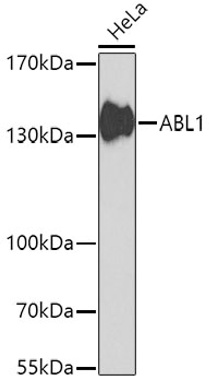 Western blot analysis of extracts of HeLa cells, using ABL1 antibody (13-126) at 1:1000 dilution.<br/>Secondary antibody: HRP Goat Anti-Rabbit IgG (H+L) at 1:10000 dilution.<br/>Lysates/proteins: 25ug per lane.<br/>Blocking buffer: 3% nonfat dry milk in TBST.<br/>Detection: ECL Basic Kit.<br/>Exposure time: 90s.