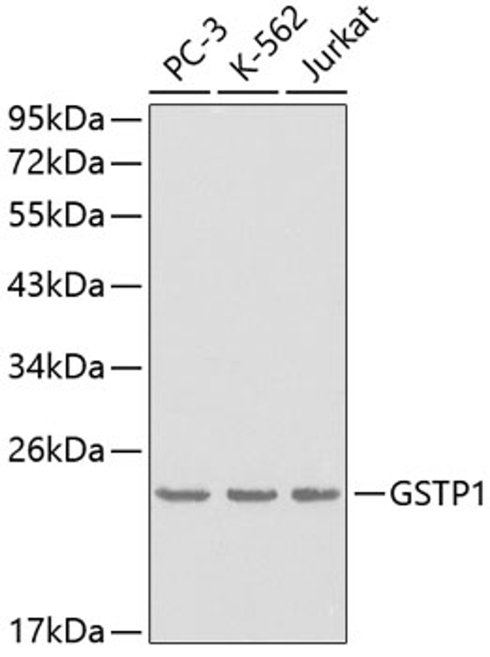 Western blot analysis of extracts of various cell lines, using GSTP1 antibody (13-149) .<br/>Secondary antibody: HRP Goat Anti-Rabbit IgG (H+L) at 1:10000 dilution.<br/>Lysates/proteins: 25ug per lane.<br/>Blocking buffer: 3% nonfat dry milk in TBST.