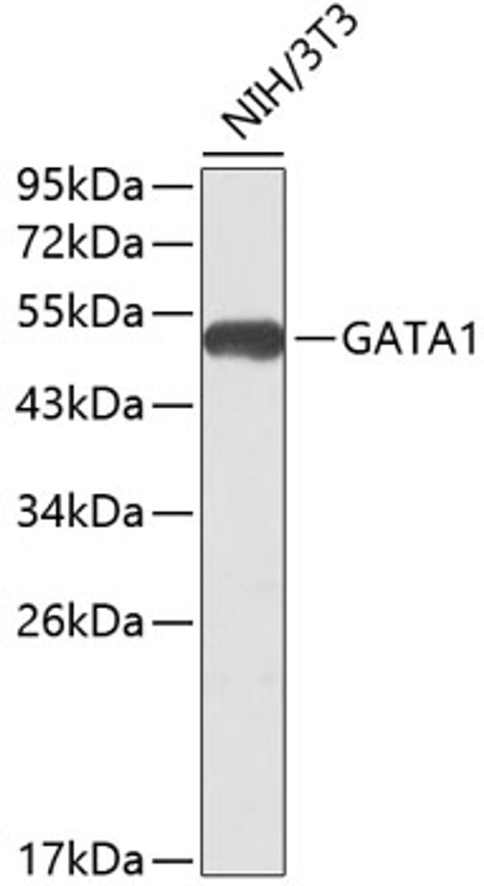 Western blot analysis of extracts of NIH/3T3 cells, using GATA1 antibody (13-181) .<br/>Secondary antibody: HRP Goat Anti-Rabbit IgG (H+L) at 1:10000 dilution.<br/>Lysates/proteins: 25ug per lane.<br/>Blocking buffer: 3% nonfat dry milk in TBST.