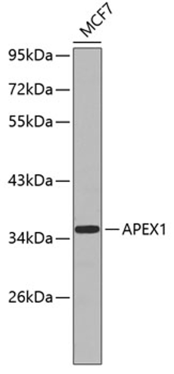 Western blot analysis of extracts of MCF-7 cells, using APEX1 antibody (13-182) .<br/>Secondary antibody: HRP Goat Anti-Mouse IgG (H+L) (AS003) at 1:10000 dilution.<br/>Lysates/proteins: 25ug per lane.<br/>Blocking buffer: 3% nonfat dry milk in TBST.