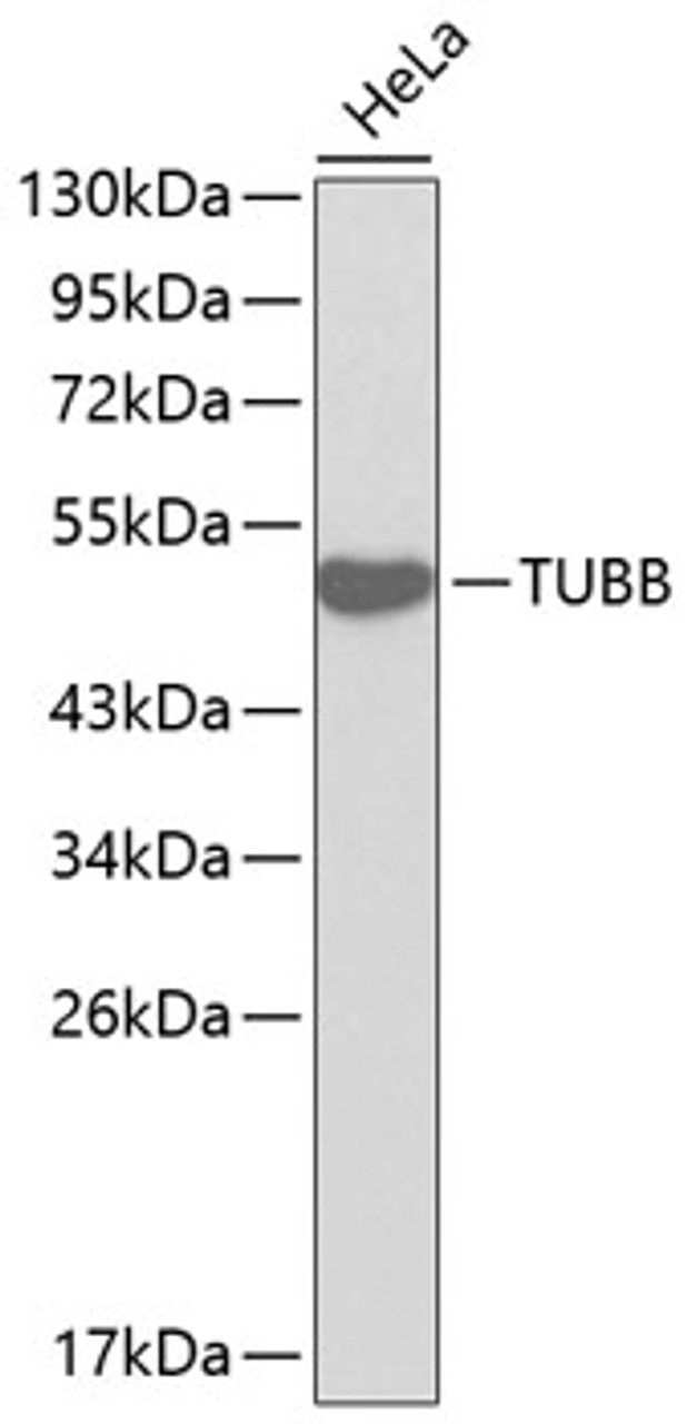 Western blot analysis of extracts of HeLa cells, using TUBB antibody (13-183) .<br/>Secondary antibody: HRP Goat Anti-Rabbit IgG (H+L) at 1:10000 dilution.<br/>Lysates/proteins: 25ug per lane.<br/>Blocking buffer: 3% nonfat dry milk in TBST.