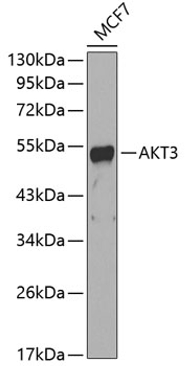 Western blot analysis of extracts of MCF-7 cells, using AKT3 antibody (13-188) .<br/>Secondary antibody: HRP Goat Anti-Rabbit IgG (H+L) at 1:10000 dilution.<br/>Lysates/proteins: 25ug per lane.<br/>Blocking buffer: 3% nonfat dry milk in TBST.