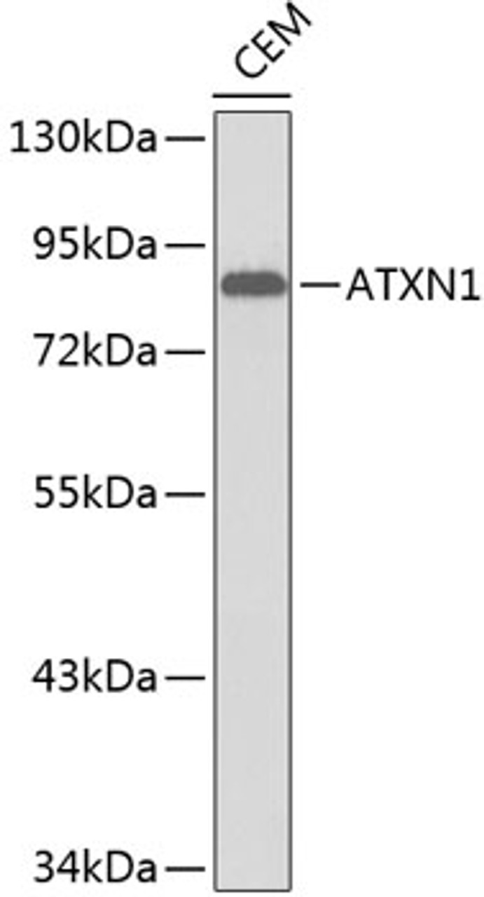 Western blot analysis of extracts of CEM cells, using ATXN1 antibody (13-189) .<br/>Secondary antibody: HRP Goat Anti-Rabbit IgG (H+L) at 1:10000 dilution.<br/>Lysates/proteins: 25ug per lane.<br/>Blocking buffer: 3% nonfat dry milk in TBST.