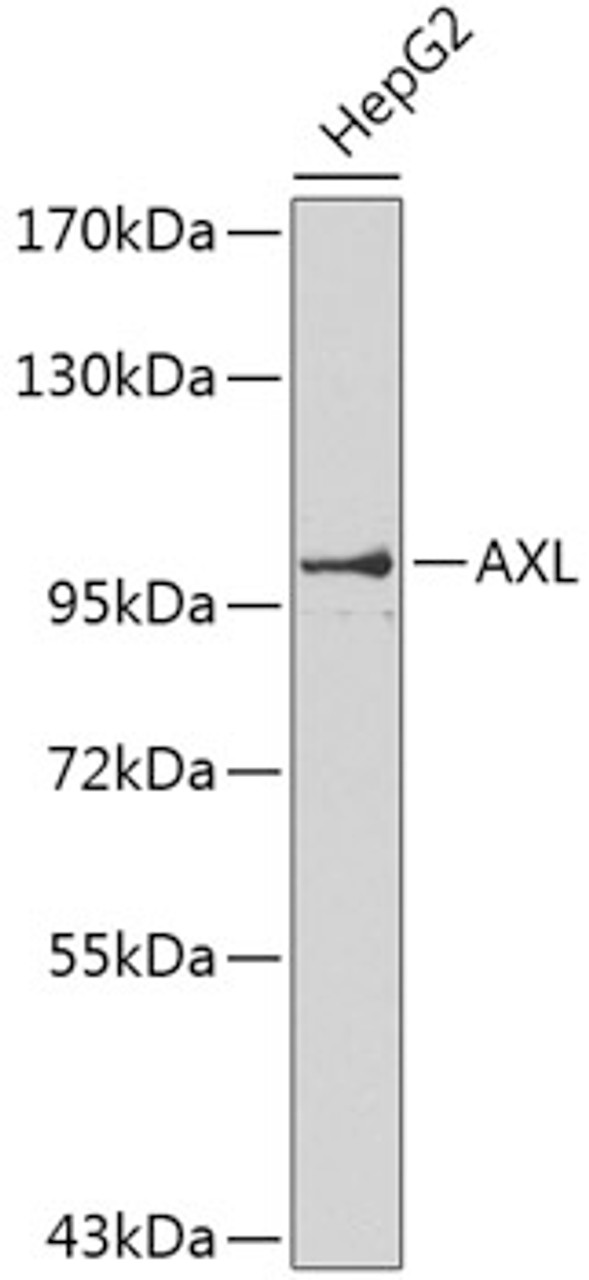 Western blot analysis of extracts of HepG2 cells, using AXL antibody (13-196) .<br/>Secondary antibody: HRP Goat Anti-Rabbit IgG (H+L) at 1:10000 dilution.<br/>Lysates/proteins: 25ug per lane.<br/>Blocking buffer: 3% nonfat dry milk in TBST.