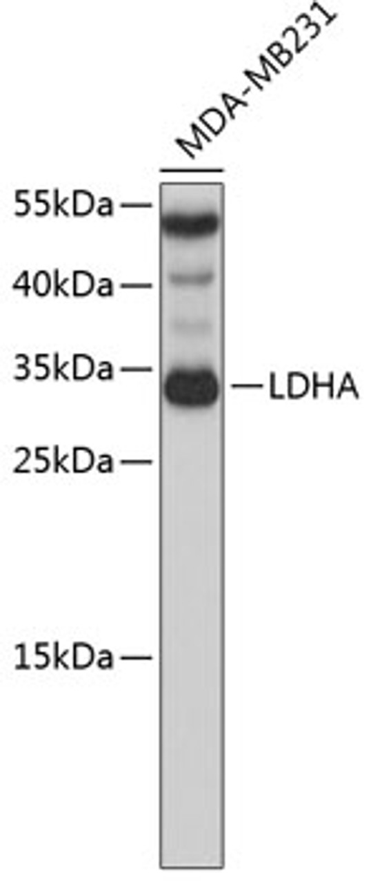 Western blot analysis of extracts of MDA-MB231 cells, using LDHA antibody (13-199) .<br/>Secondary antibody: HRP Goat Anti-Rabbit IgG (H+L) at 1:10000 dilution.<br/>Lysates/proteins: 25ug per lane.<br/>Blocking buffer: 3% nonfat dry milk in TBST.