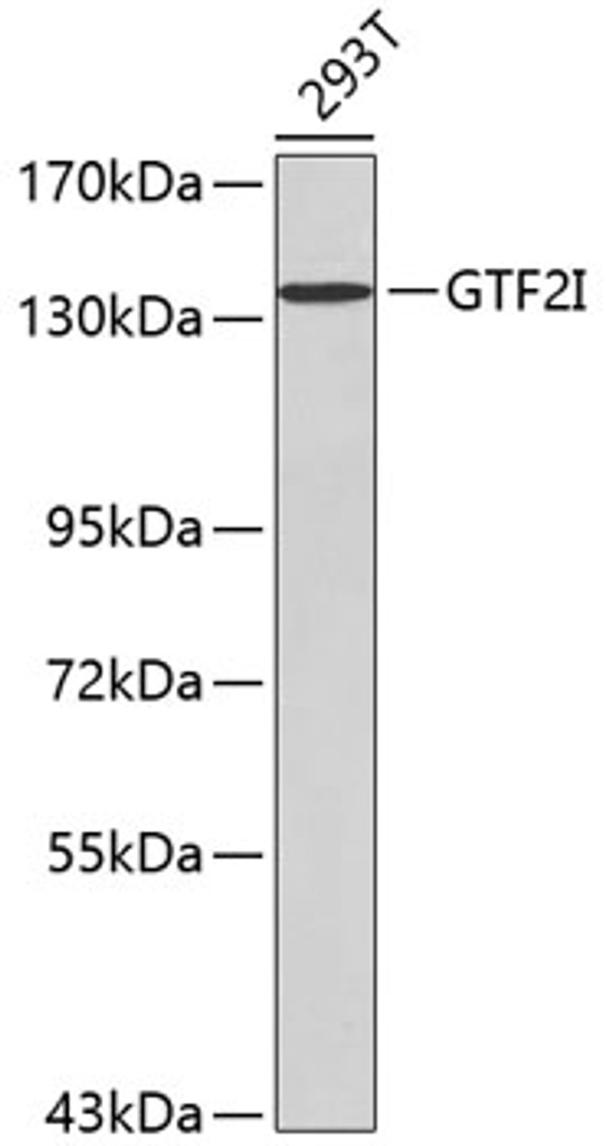 Western blot analysis of extracts of 293 cells, using GTF2I antibody (13-220) .<br/>Secondary antibody: HRP Goat Anti-Rabbit IgG (H+L) at 1:10000 dilution.<br/>Lysates/proteins: 25ug per lane.<br/>Blocking buffer: 3% nonfat dry milk in TBST.