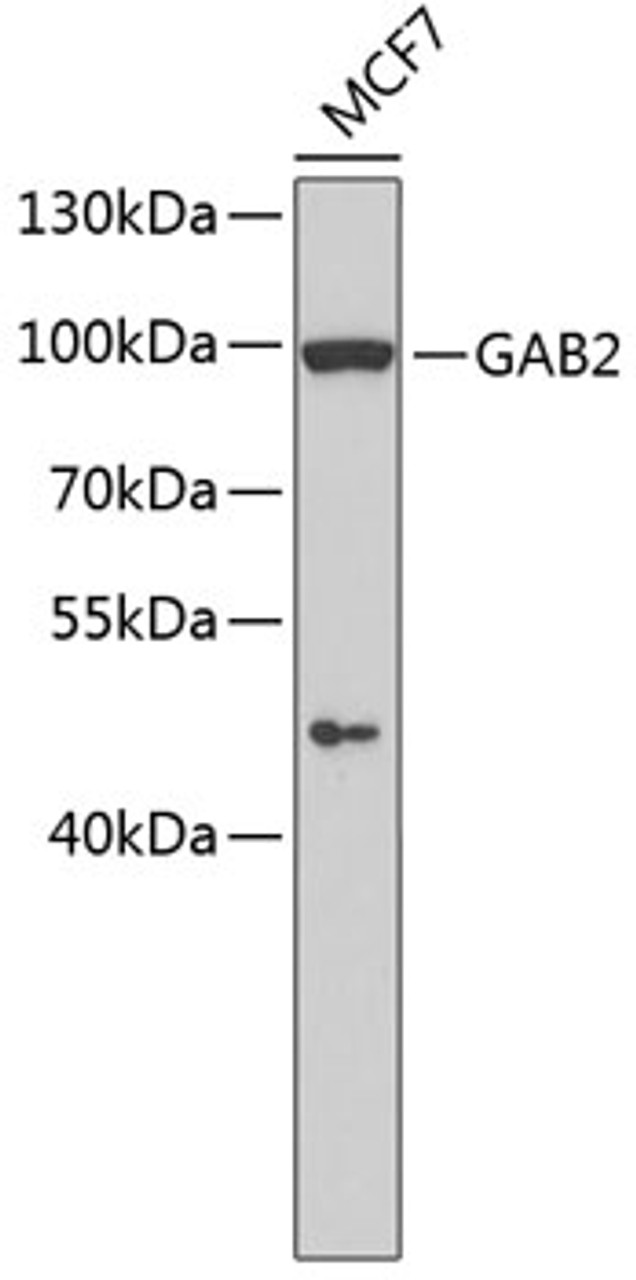 Western blot analysis of extracts of MCF-7 cells, using GAB2 antibody (13-221) .<br/>Secondary antibody: HRP Goat Anti-Rabbit IgG (H+L) at 1:10000 dilution.<br/>Lysates/proteins: 25ug per lane.<br/>Blocking buffer: 3% nonfat dry milk in TBST.