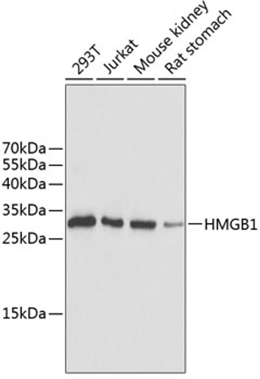 Western blot analysis of extracts of various cell lines, using HMGB1 antibody (13-264) .<br/>Secondary antibody: HRP Goat Anti-Rabbit IgG (H+L) at 1:10000 dilution.<br/>Lysates/proteins: 25ug per lane.<br/>Blocking buffer: 3% nonfat dry milk in TBST.