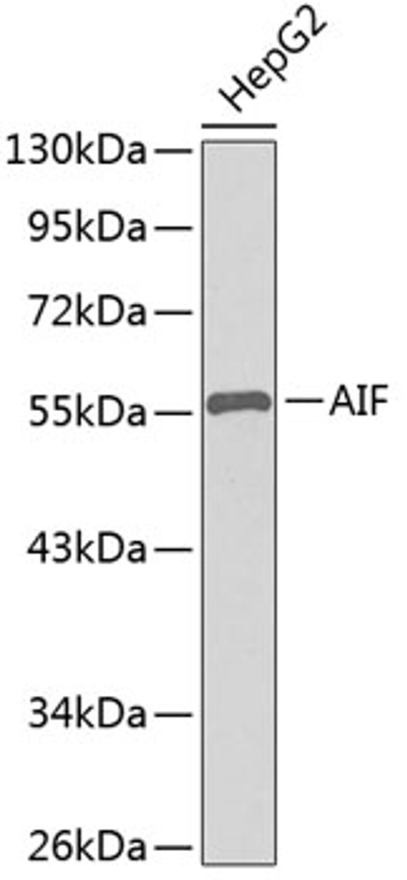 Western blot analysis of extracts of HepG2 cells, using AIF antibody (13-286) .<br/>Secondary antibody: HRP Goat Anti-Rabbit IgG (H+L) at 1:10000 dilution.<br/>Lysates/proteins: 25ug per lane.<br/>Blocking buffer: 3% nonfat dry milk in TBST.