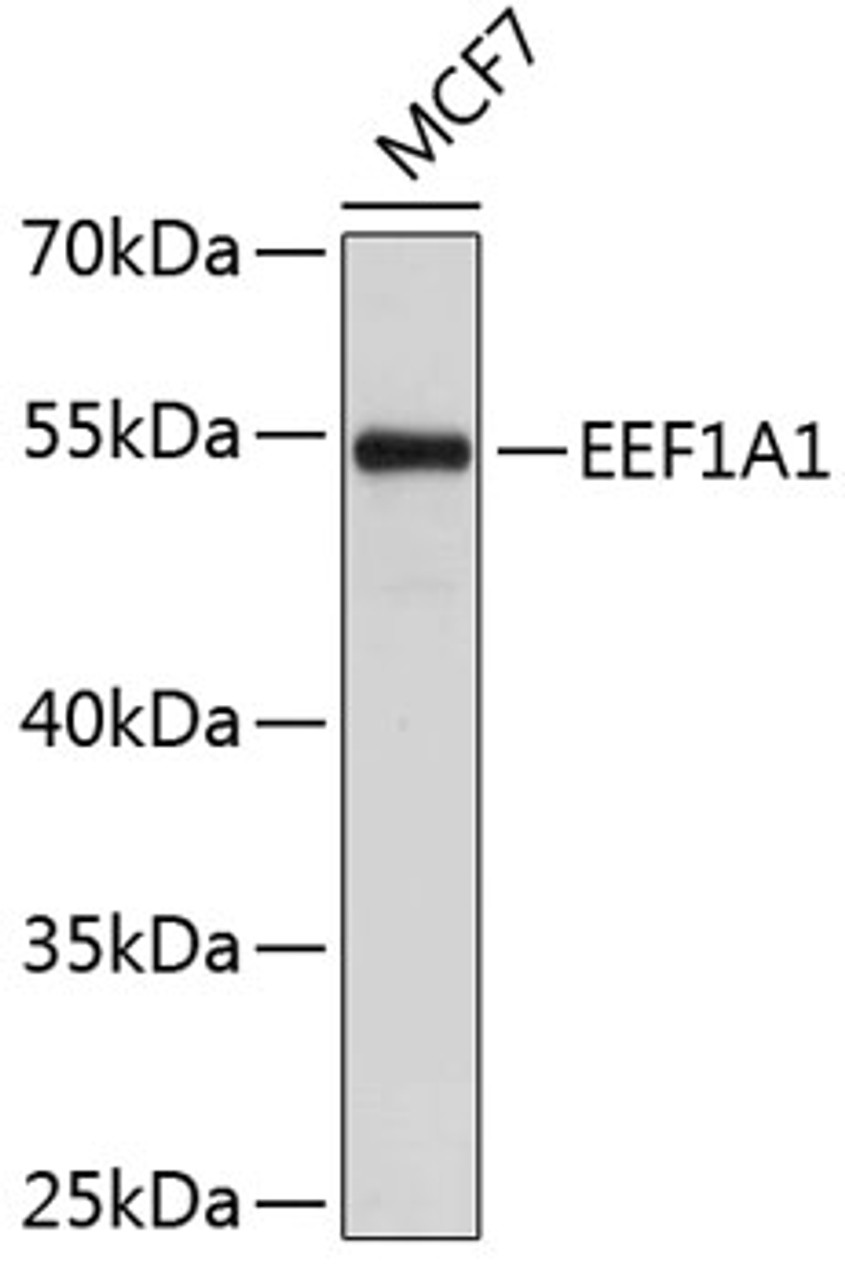 Western blot analysis of extracts of MCF-7 cells, using EEF1A1 antibody (13-292) .<br/>Secondary antibody: HRP Goat Anti-Rabbit IgG (H+L) at 1:10000 dilution.<br/>Lysates/proteins: 25ug per lane.<br/>Blocking buffer: 3% nonfat dry milk in TBST.