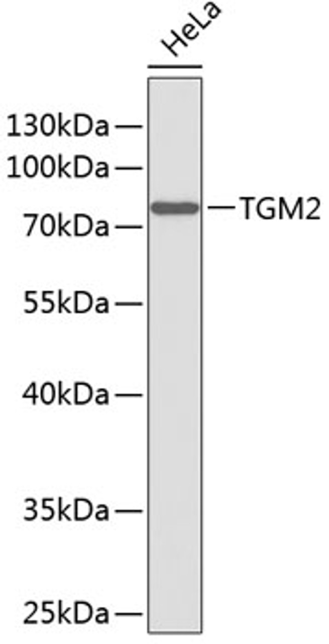 Western blot analysis of extracts of HeLa cells, using TGM2 antibody (13-295) .<br/>Secondary antibody: HRP Goat Anti-Rabbit IgG (H+L) at 1:10000 dilution.<br/>Lysates/proteins: 25ug per lane.<br/>Blocking buffer: 3% nonfat dry milk in TBST.