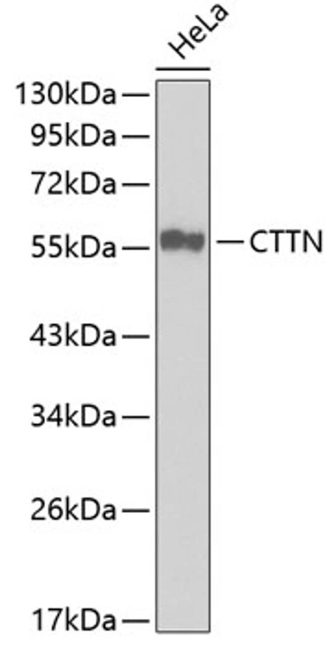 Western blot analysis of extracts of HeLa cells, using CTTN antibody (13-296) .<br/>Secondary antibody: HRP Goat Anti-Rabbit IgG (H+L) at 1:10000 dilution.<br/>Lysates/proteins: 25ug per lane.<br/>Blocking buffer: 3% nonfat dry milk in TBST.