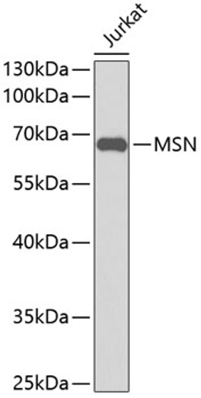 Western blot analysis of extracts of Jurkat cells, using MSN antibody (13-301) .<br/>Secondary antibody: HRP Goat Anti-Rabbit IgG (H+L) at 1:10000 dilution.<br/>Lysates/proteins: 25ug per lane.<br/>Blocking buffer: 3% nonfat dry milk in TBST.