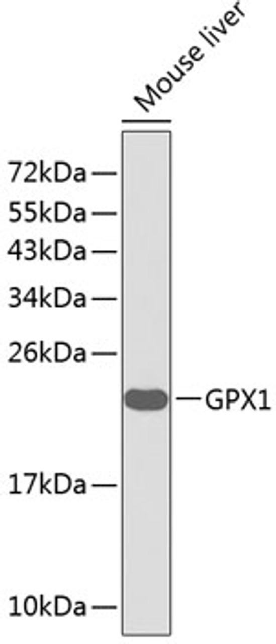 Western blot analysis of extracts of mouse liver, using GPX1 antibody (13-308) .<br/>Secondary antibody: HRP Goat Anti-Rabbit IgG (H+L) at 1:10000 dilution.<br/>Lysates/proteins: 25ug per lane.<br/>Blocking buffer: 3% nonfat dry milk in TBST.
