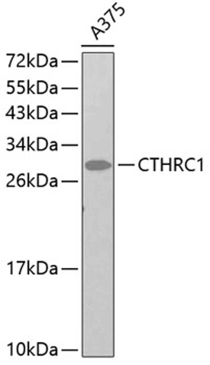 Western blot analysis of extracts of A-375 cells, using CTHRC1 antibody (13-326) .<br/>Secondary antibody: HRP Goat Anti-Rabbit IgG (H+L) at 1:10000 dilution.<br/>Lysates/proteins: 25ug per lane.<br/>Blocking buffer: 3% nonfat dry milk in TBST.