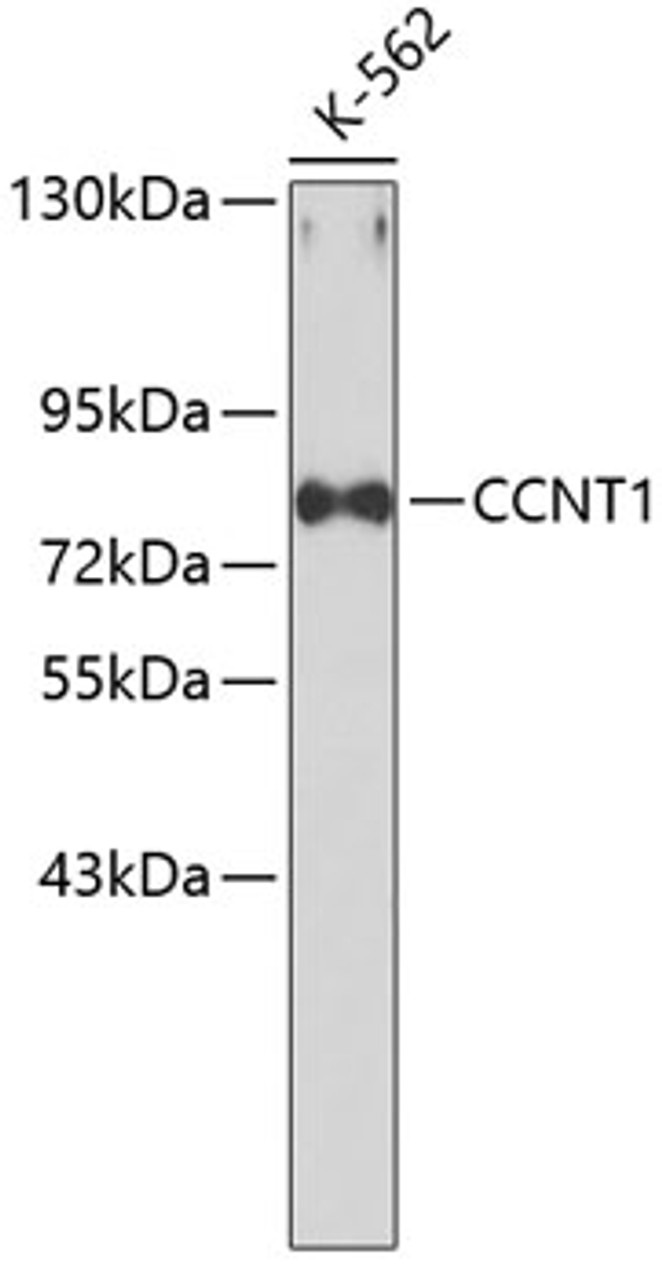 Western blot analysis of extracts of K-562 cells, using CCNT1 antibody (13-337) .<br/>Secondary antibody: HRP Goat Anti-Rabbit IgG (H+L) at 1:10000 dilution.<br/>Lysates/proteins: 25ug per lane.<br/>Blocking buffer: 3% nonfat dry milk in TBST.