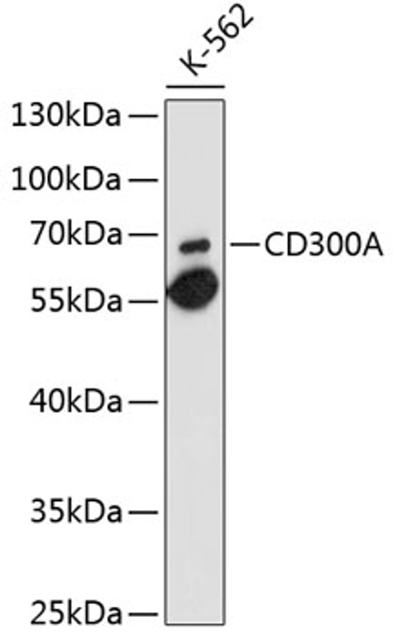 Western blot analysis of extracts of K-562 cells, using CD300A antibody (13-367) at 1:1000 dilution.<br/>Secondary antibody: HRP Goat Anti-Rabbit IgG (H+L) at 1:10000 dilution.<br/>Lysates/proteins: 25ug per lane.<br/>Blocking buffer: 3% nonfat dry milk in TBST.<br/>Detection: ECL Enhanced Kit.<br/>Exposure time: 90s.