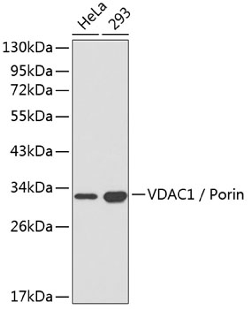 Western blot analysis of extracts of various cell lines, using VDAC1 / Porin antibody (13-401) .<br/>Secondary antibody: HRP Goat Anti-Rabbit IgG (H+L) at 1:10000 dilution.<br/>Lysates/proteins: 25ug per lane.<br/>Blocking buffer: 3% nonfat dry milk in TBST.