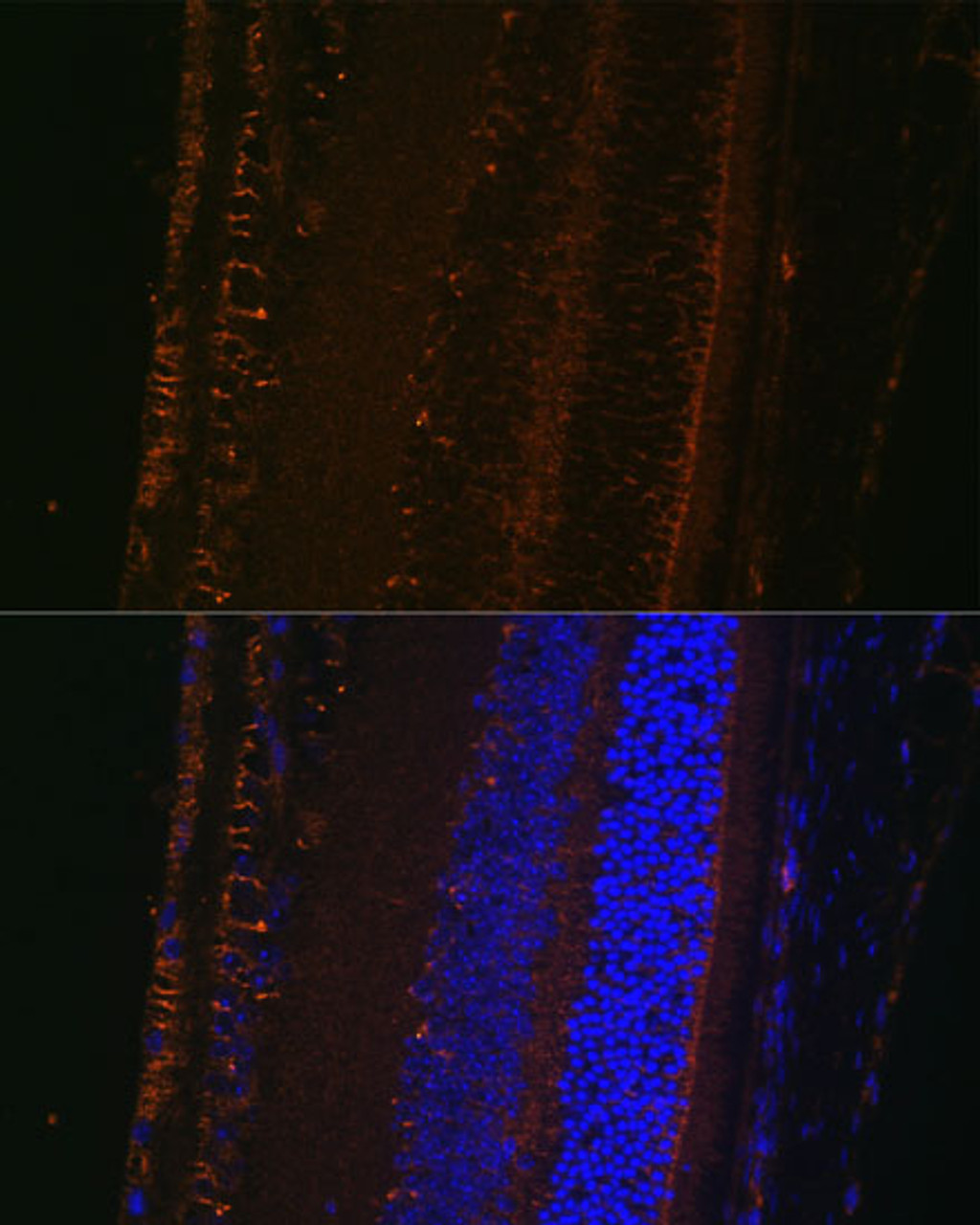 Immunofluorescence analysis of mouse eye using LOXL1 Polyclonal Antibody (13-489) at dilution of 1:100 (40x lens) . Blue: DAPI for nuclear staining.