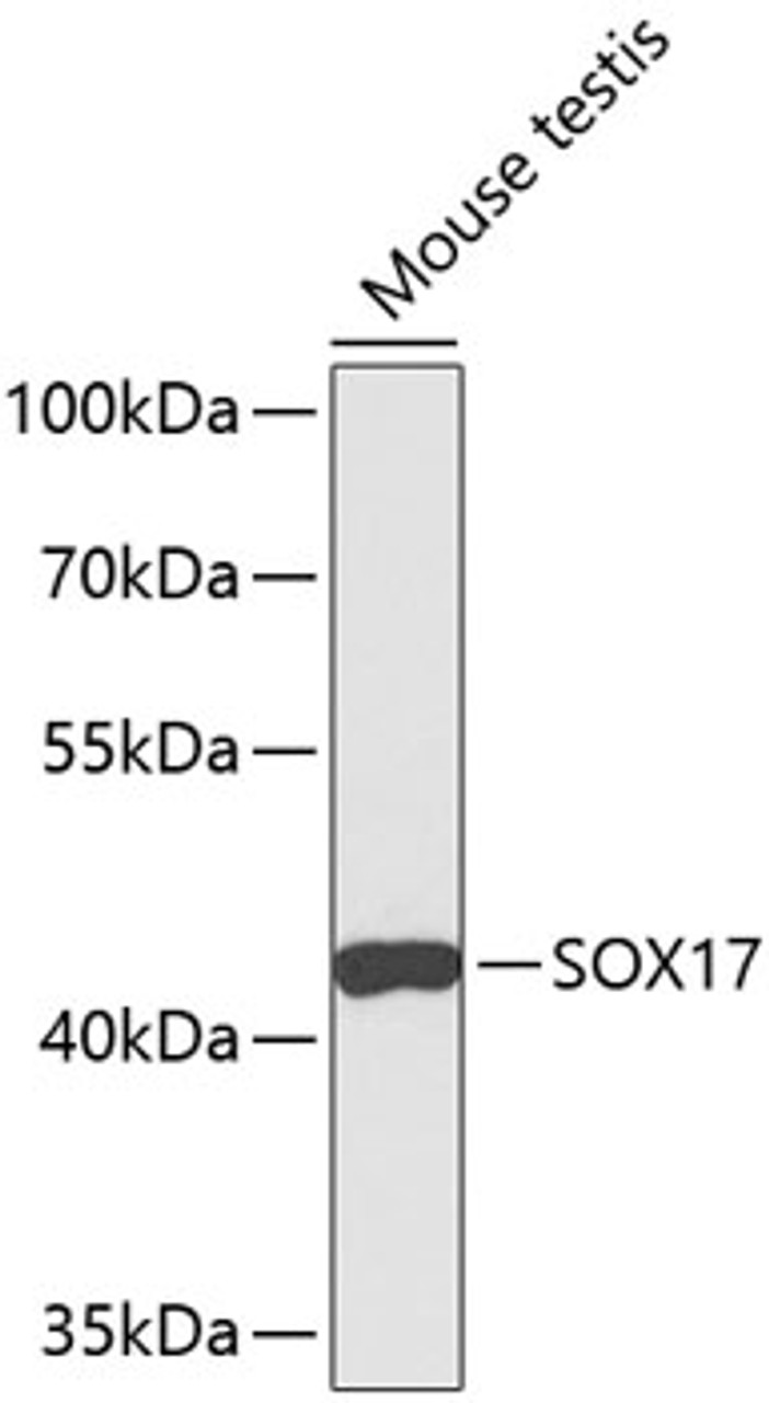 Western blot analysis of extracts of mouse testis, using SOX17 antibody (13-493) .<br/>Secondary antibody: HRP Goat Anti-Rabbit IgG (H+L) at 1:10000 dilution.<br/>Lysates/proteins: 25ug per lane.<br/>Blocking buffer: 3% nonfat dry milk in TBST.