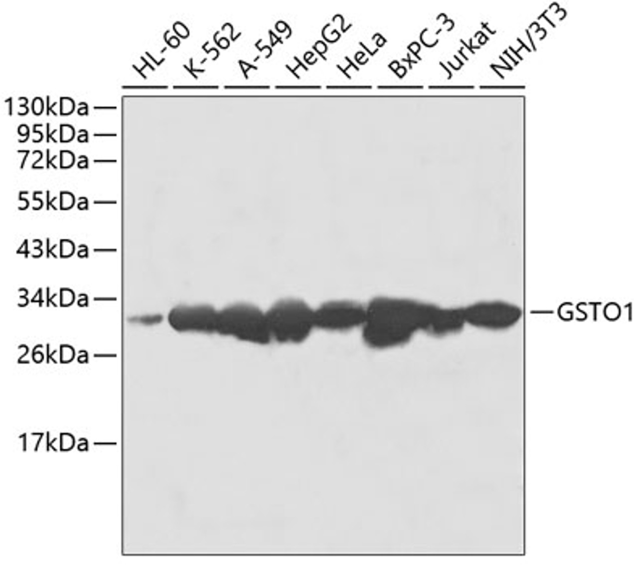 Western blot analysis of extracts of various cell lines, using GSTO1 antibody (13-610) .<br/>Secondary antibody: HRP Goat Anti-Rabbit IgG (H+L) at 1:10000 dilution.<br/>Lysates/proteins: 25ug per lane.<br/>Blocking buffer: 3% nonfat dry milk in TBST.