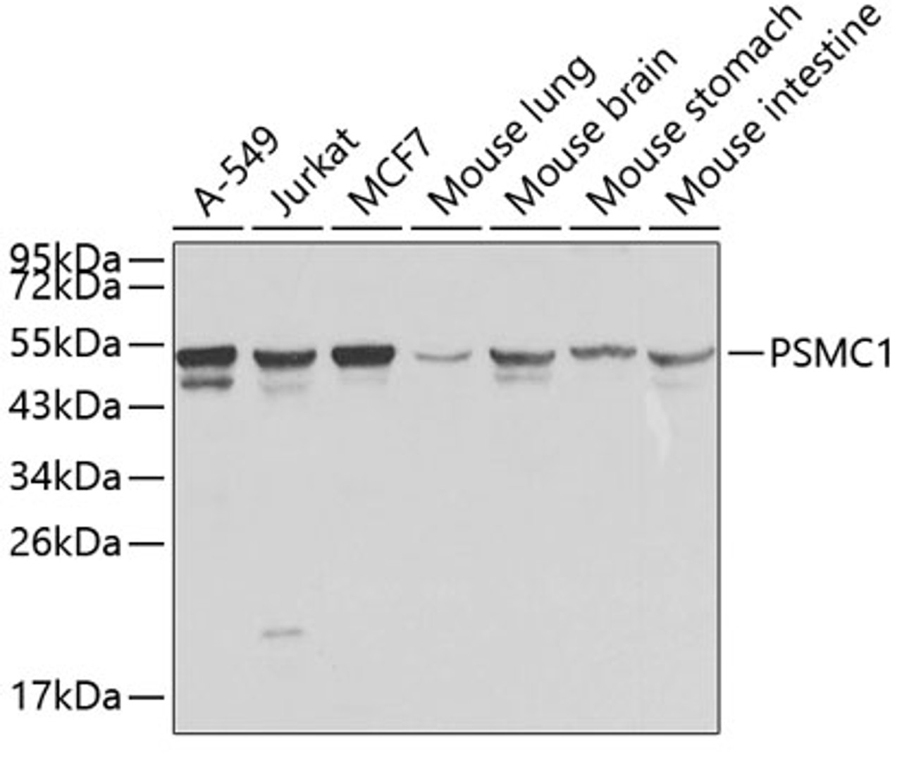 Western blot analysis of extracts of various cell lines, using PSMC1 antibody (13-627) .<br/>Secondary antibody: HRP Goat Anti-Rabbit IgG (H+L) at 1:10000 dilution.<br/>Lysates/proteins: 25ug per lane.<br/>Blocking buffer: 3% nonfat dry milk in TBST.