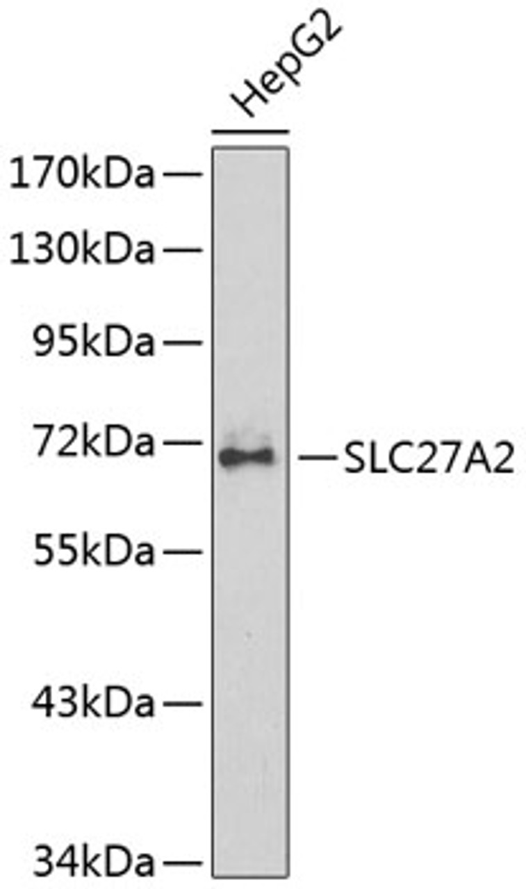 Western blot analysis of extracts of HepG2 cells, using SLC27A2 antibody (13-793) .<br/>Secondary antibody: HRP Goat Anti-Rabbit IgG (H+L) at 1:10000 dilution.<br/>Lysates/proteins: 25ug per lane.<br/>Blocking buffer: 3% nonfat dry milk in TBST.