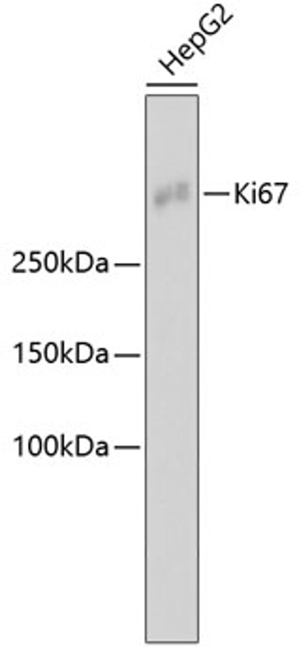 Western blot analysis of extracts of HepG2 cells, using Ki67 antibody (13-879) .<br/>Secondary antibody: HRP Goat Anti-Rabbit IgG (H+L) at 1:10000 dilution.<br/>Lysates/proteins: 25ug per lane.<br/>Blocking buffer: 3% nonfat dry milk in TBST.