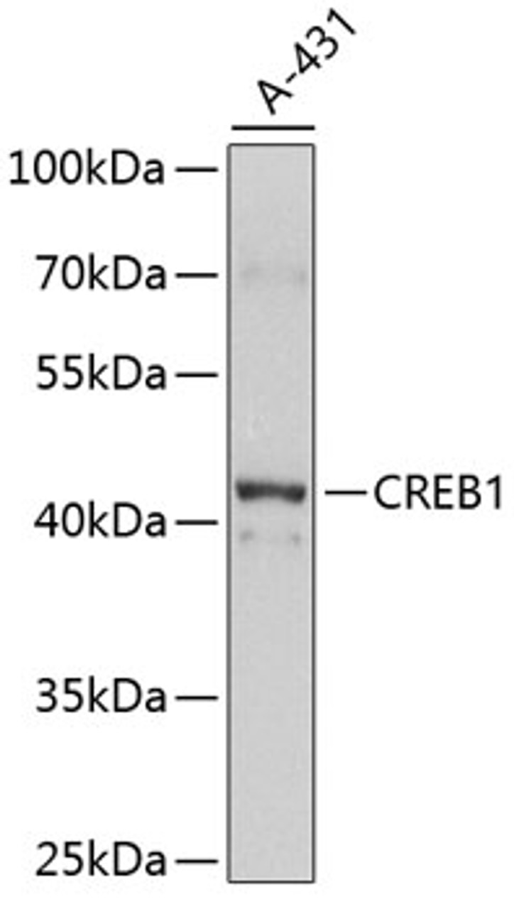 Western blot analysis of extracts of A-431 cells, using CREB1 antibody (13-900) at 1:1000 dilution.<br/>Secondary antibody: HRP Goat Anti-Rabbit IgG (H+L) at 1:10000 dilution.<br/>Lysates/proteins: 25ug per lane.<br/>Blocking buffer: 3% nonfat dry milk in TBST.<br/>Detection: ECL Basic Kit.<br/>Exposure time: 30s.