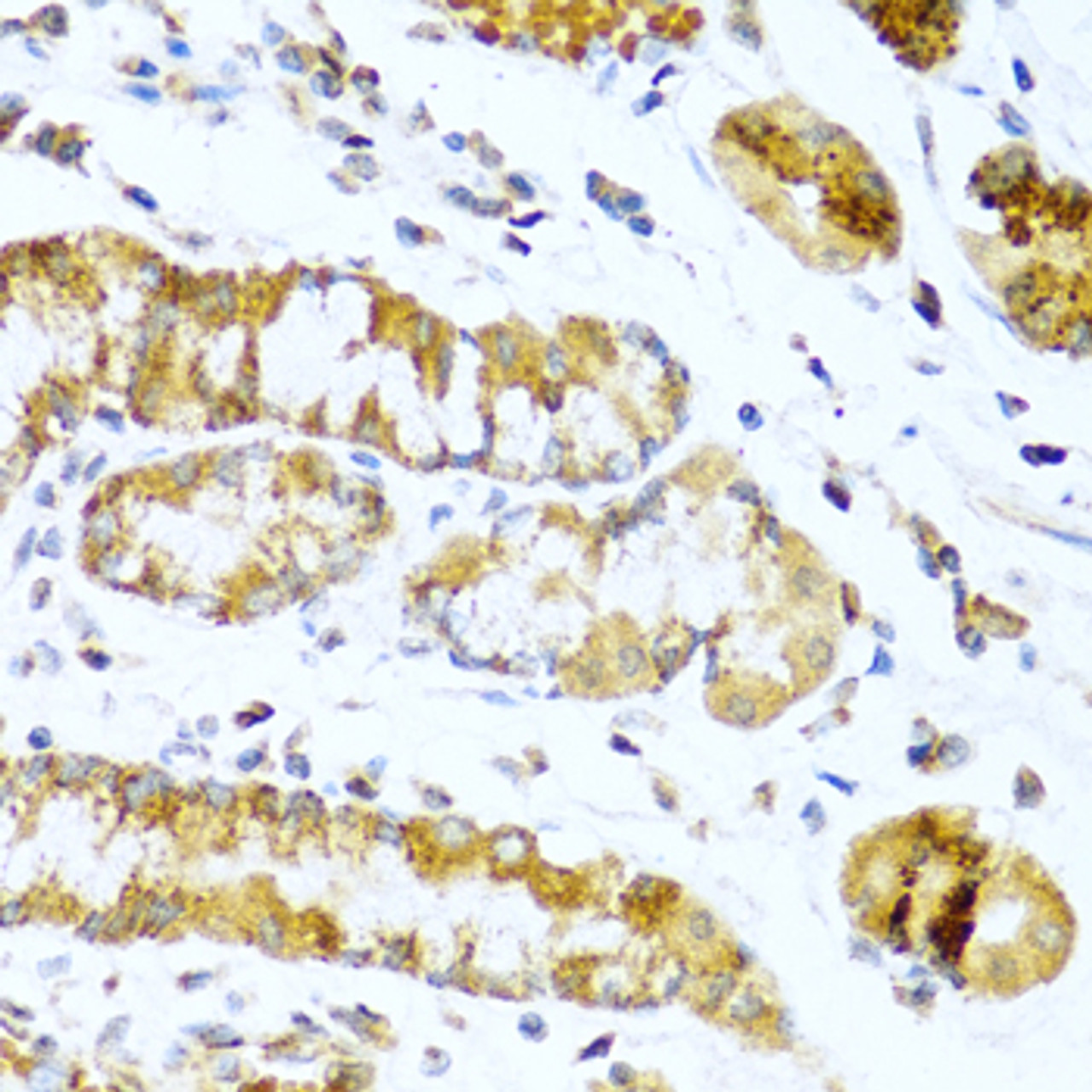 Immunohistochemistry of paraffin-embedded human stomach using GCG antibody (13-951) at dilution of 1:100 (40x lens) .