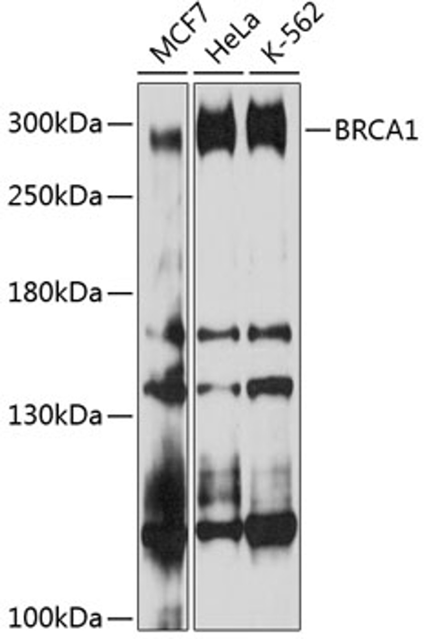 Western blot analysis of extracts of various cell lines, using BRCA1 antibody (13-982) at 1:1000 dilution.<br/>Secondary antibody: HRP Goat Anti-Rabbit IgG (H+L) at 1:10000 dilution.<br/>Lysates/proteins: 25ug per lane.<br/>Blocking buffer: 3% nonfat dry milk in TBST.<br/>Detection: ECL Basic Kit.<br/>Exposure time: 90s.