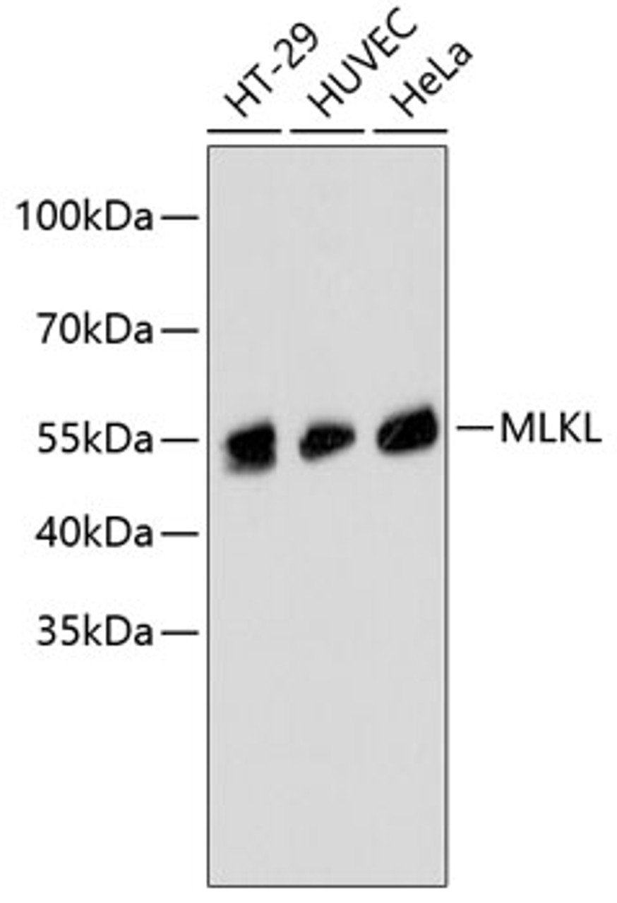 Western blot analysis of extracts of various cell lines, using MLKL antibody (14-026) .<br/>Secondary antibody: HRP Goat Anti-Rabbit IgG (H+L) at 1:10000 dilution.<br/>Lysates/proteins: 25ug per lane.<br/>Blocking buffer: 3% nonfat dry milk in TBST.