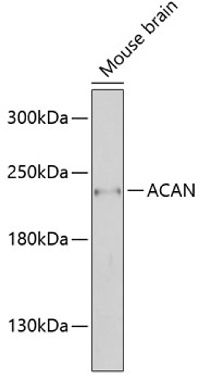 Western blot analysis of extracts of mouse brain, using ACAN antibody (14-237) at 1:1000 dilution.<br/>Secondary antibody: HRP Goat Anti-Rabbit IgG (H+L) at 1:10000 dilution.<br/>Lysates/proteins: 25ug per lane.<br/>Blocking buffer: 3% nonfat dry milk in TBST.<br/>Detection: ECL Enhanced Kit.<br/>Exposure time: 90s.