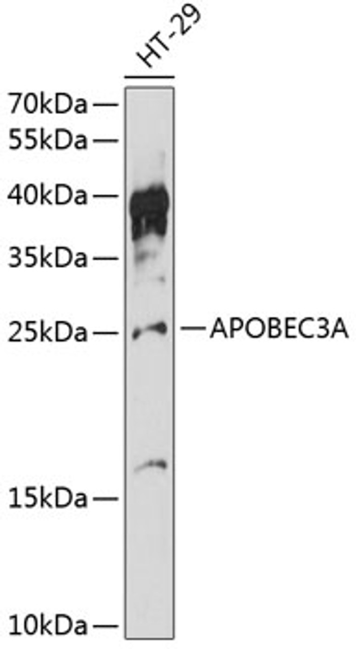 Western blot analysis of extracts of HT-29 cells, using APOBEC3A antibody (14-400) at 1:3000 dilution.<br/>Secondary antibody: HRP Goat Anti-Rabbit IgG (H+L) at 1:10000 dilution.<br/>Lysates/proteins: 25ug per lane.<br/>Blocking buffer: 3% nonfat dry milk in TBST.<br/>Detection: ECL Basic Kit.<br/>Exposure time: 90s.