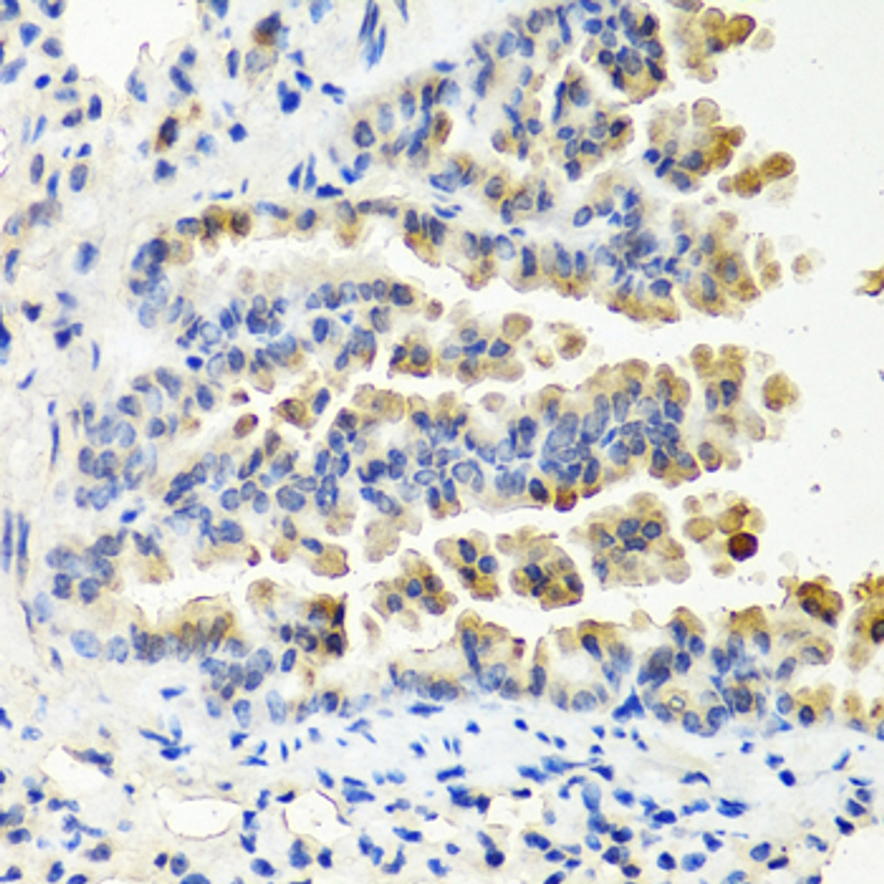 Immunohistochemistry of paraffin-embedded mouse lung using NTF3 antibody (14-445) at dilution of 1:100 (40x lens) .