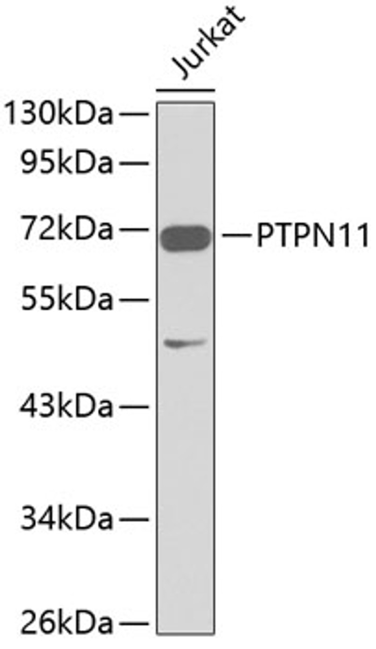 Western blot analysis of extracts of Jurkat cells, using PTPN11 antibody (15-069) .<br/>Secondary antibody: HRP Goat Anti-Rabbit IgG (H+L) at 1:10000 dilution.<br/>Lysates/proteins: 25ug per lane.<br/>Blocking buffer: 3% nonfat dry milk in TBST.