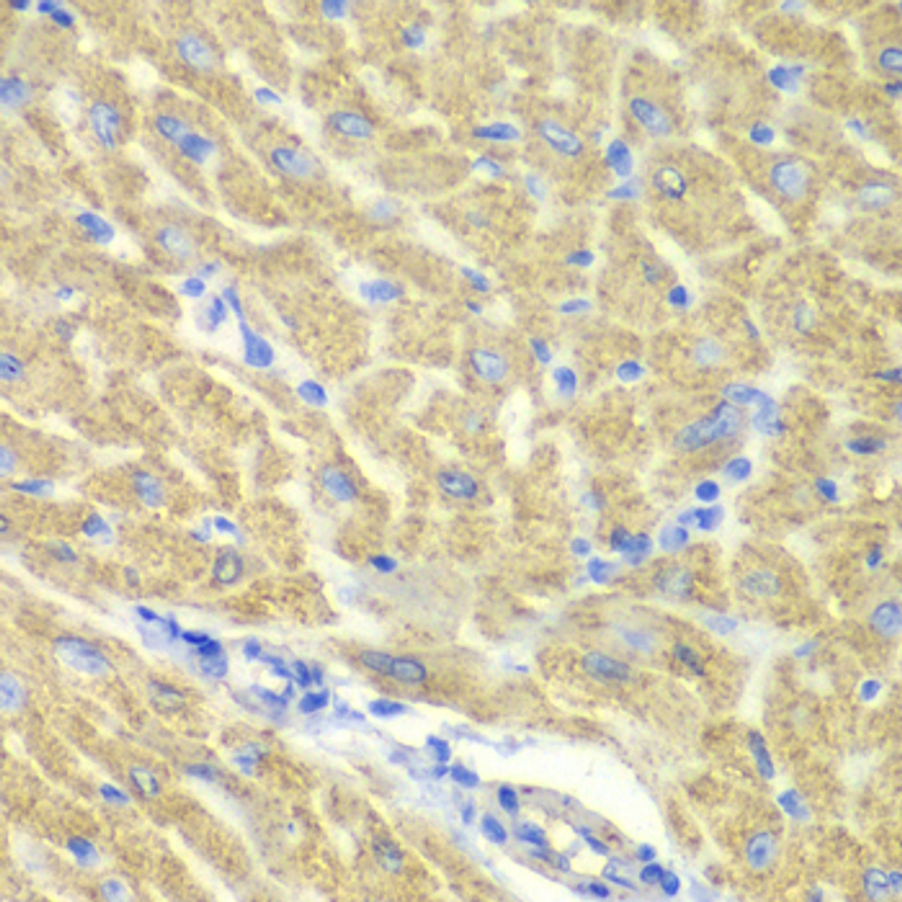 Immunohistochemistry of paraffin-embedded mouse heart using GLRX3 antibody (15-084) at dilution of 1:100 (40x lens) .