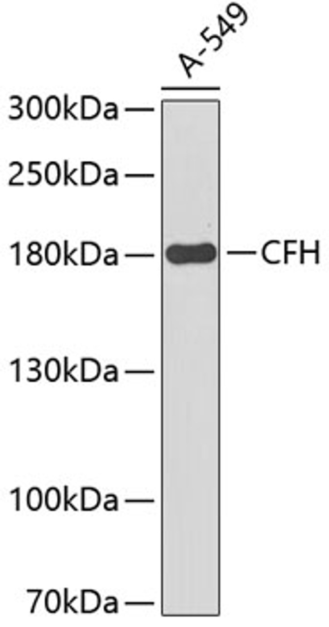 Western blot analysis of extracts of A-549 cells, using CFH antibody (15-096) .<br/>Secondary antibody: HRP Goat Anti-Rabbit IgG (H+L) at 1:10000 dilution.<br/>Lysates/proteins: 25ug per lane.<br/>Blocking buffer: 3% nonfat dry milk in TBST.