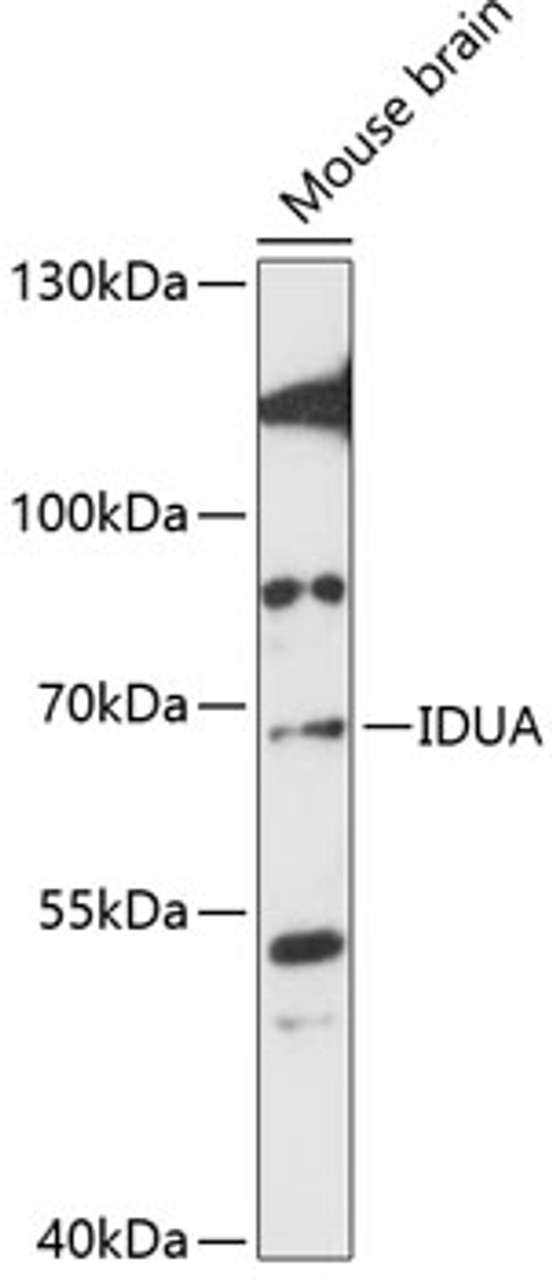 Western blot analysis of extracts of mouse brain, using IDUA antibody (15-198) at 1:3000 dilution.<br/>Secondary antibody: HRP Goat Anti-Rabbit IgG (H+L) at 1:10000 dilution.<br/>Lysates/proteins: 25ug per lane.<br/>Blocking buffer: 3% nonfat dry milk in TBST.<br/>Detection: ECL Enhanced Kit.<br/>Exposure time: 90s.