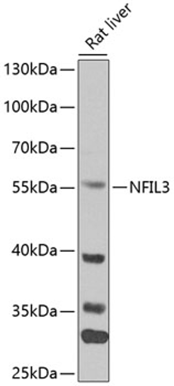 Western blot analysis of extracts of mouse liver, using NFIL3 antibody (15-329) at 1:1000 dilution.<br/>Secondary antibody: HRP Goat Anti-Rabbit IgG (H+L) at 1:10000 dilution.<br/>Lysates/proteins: 25ug per lane.<br/>Blocking buffer: 3% nonfat dry milk in TBST.<br/>Detection: ECL Enhanced Kit.<br/>Exposure time: 60s.