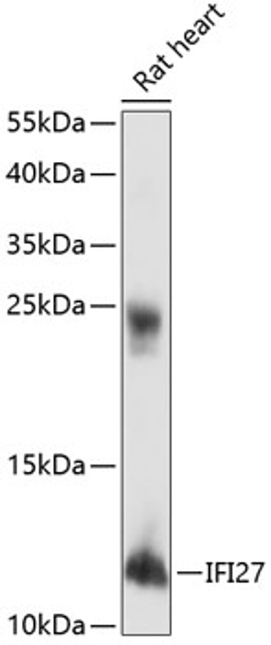 Western blot analysis of extracts of rat heart, using IFI27 antibody (15-410) at 1:1000 dilution.<br/>Secondary antibody: HRP Goat Anti-Rabbit IgG (H+L) at 1:10000 dilution.<br/>Lysates/proteins: 25ug per lane.<br/>Blocking buffer: 3% nonfat dry milk in TBST.<br/>Detection: ECL Basic Kit.<br/>Exposure time: 90s.