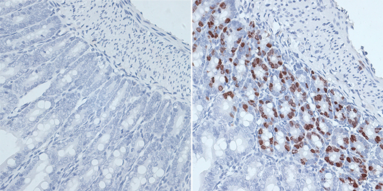 Immunohistochemistry of paraffin-embedded mouse jejunum using BrdU antibody (15-747) at dilution of 1:300 (40x lens) .