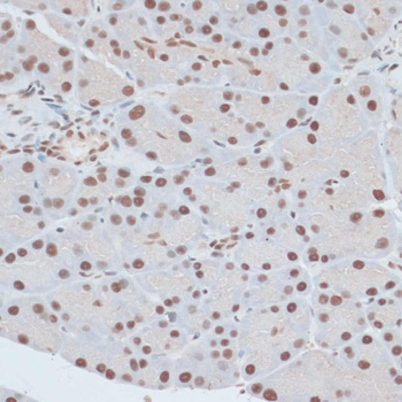Immunohistochemistry of paraffin-embedded rat pancreas using ZNF416 antibody (15-788) at dilution of 1:100 (40x lens) .