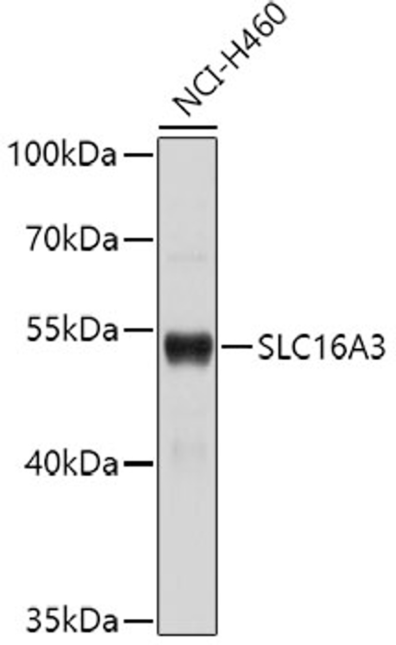 Western blot analysis of extracts of NCI-H460 cells, using SLC16A3 antibody (16-097) .<br/>Secondary antibody: HRP Goat Anti-Rabbit IgG (H+L) at 1:10000 dilution.<br/>Lysates/proteins: 25ug per lane.<br/>Blocking buffer: 3% nonfat dry milk in TBST.